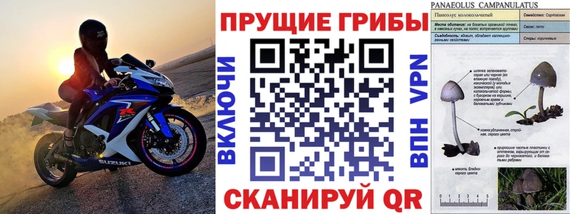 Псилоцибиновые грибы прущие грибы мега зеркало Новоржев цены наркотик